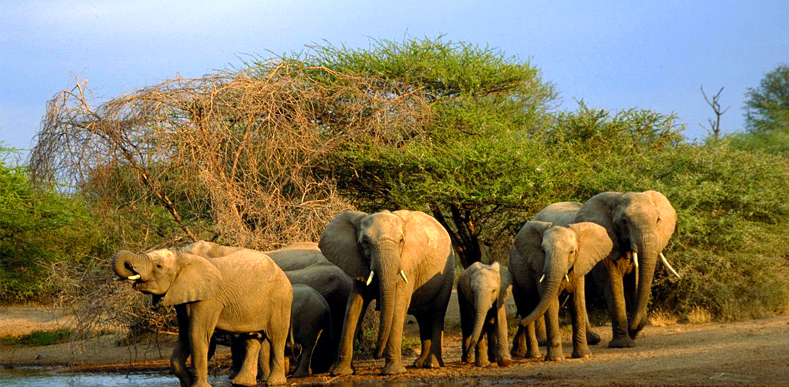 Amazing Trip Holidays Rajaji and Corbett Safari Tour
